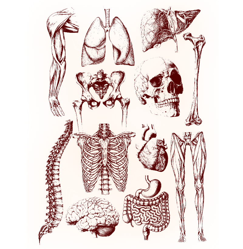 Camiseta - Anatomia